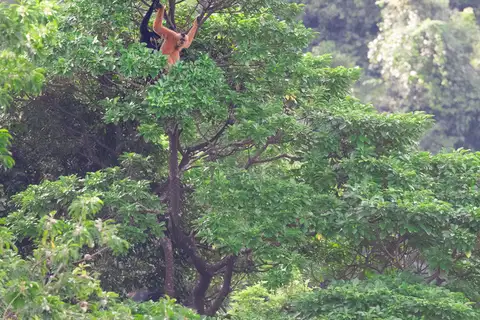 Northern Yellow-cheeked Gibbon