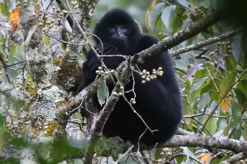 Black Crested Gibbon