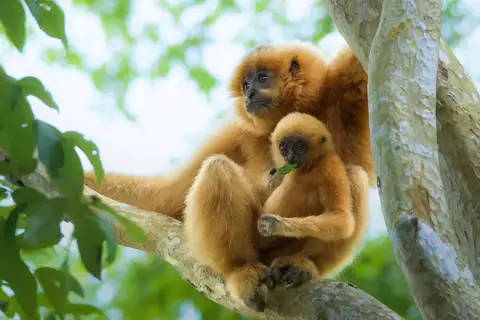 Southern Yellow-cheeked Gibbon