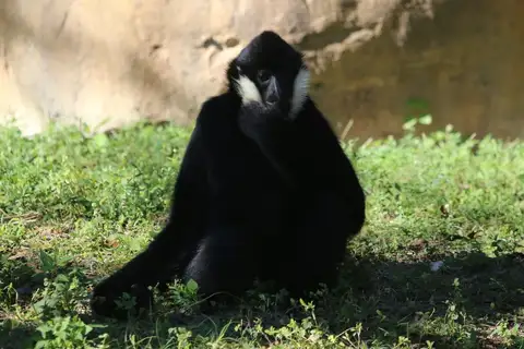 Northern White-cheeked Gibbon