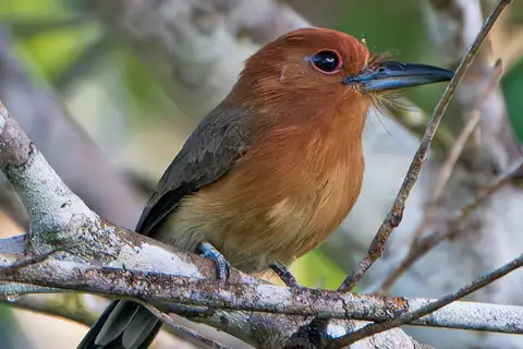 Chestnut-headed Nunlet