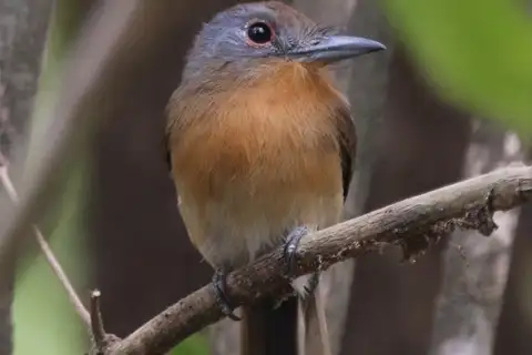 Grey-cheeked Nunlet