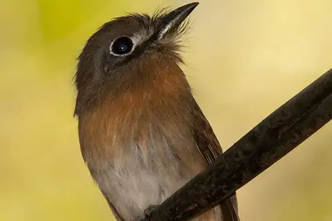 Rusty-breasted Nunlet