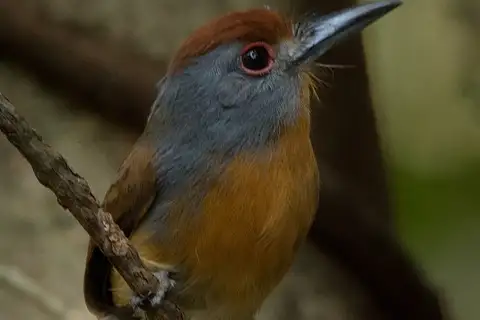 Rufous-capped Nunlet