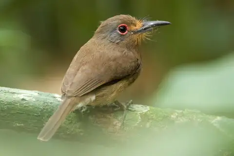 Fulvous-chinned Nunlet
