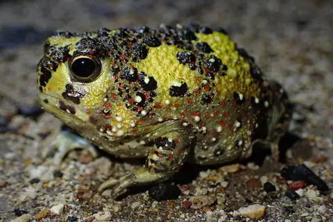 Crucifix Spadefoot Frog