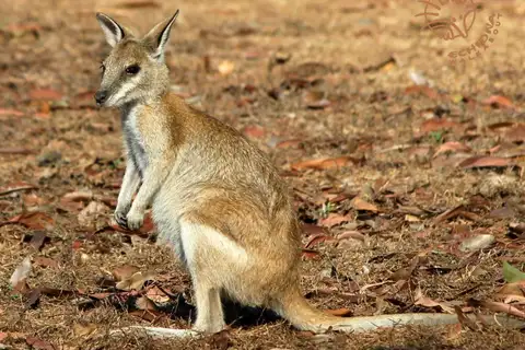 Agile Wallaby