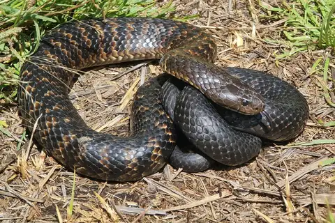 Tiger Snake
