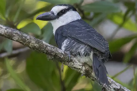 White-necked Puffbird