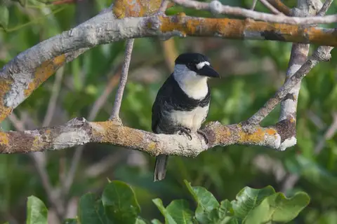 Guianan Puffbird