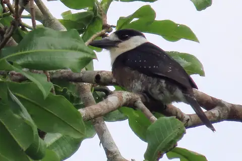 Brown-banded Puffbird
