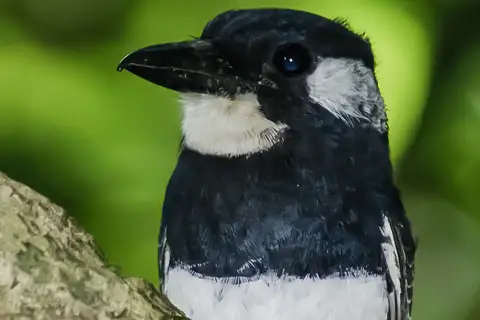 Black-breasted Puffbird