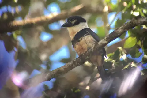 Buff-bellied Puffbird