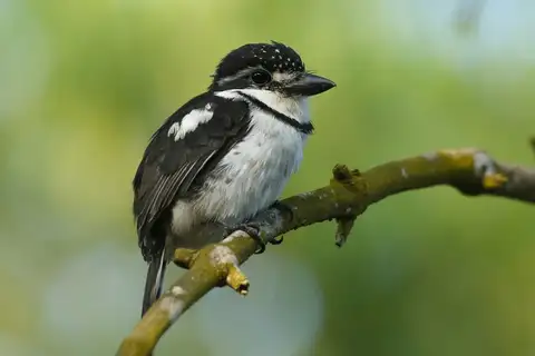 Pied Puffbird