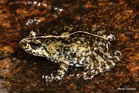Mongrel frog