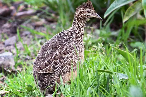 Curve-billed Tinamou