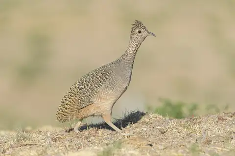 Ornate Tinamou