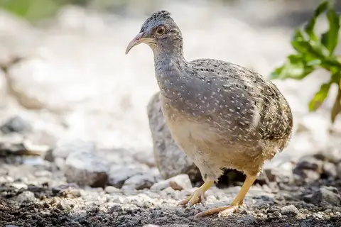 Andean Tinamou