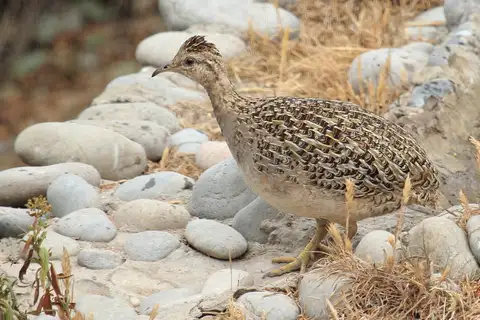 Chilean Tinamou