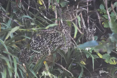 Taczanowski's Tinamou