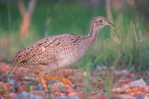 White-bellied Nothura
