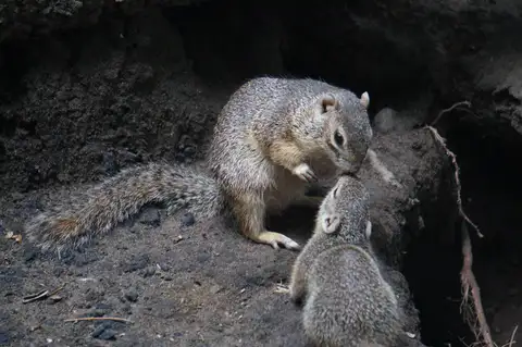 Tropical Ground Squirrel