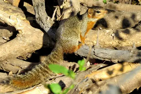 Ring-tailed Ground Squirrel