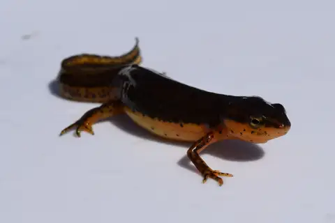 Eastern Newt