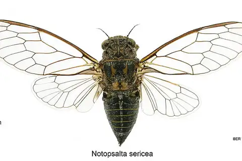 Clay Bank Cicada