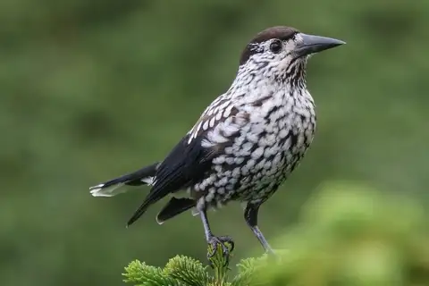 Northern Nutcracker