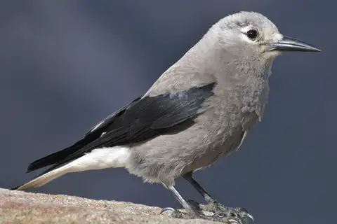Clark's Nutcracker