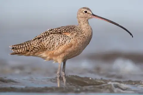 Long-billed Curlew