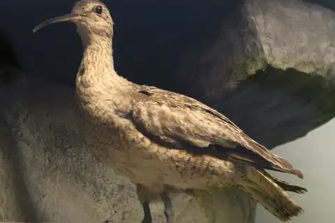 Eskimo Curlew