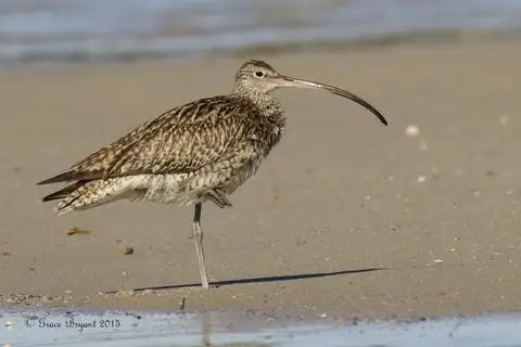 Far Eastern Curlew