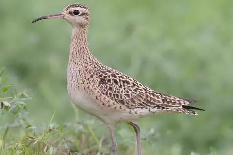 Little Curlew