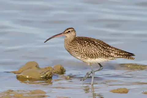 Eurasian Whimbrel