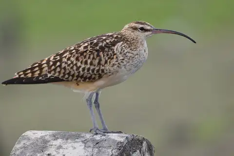 Bristle-thighed Curlew