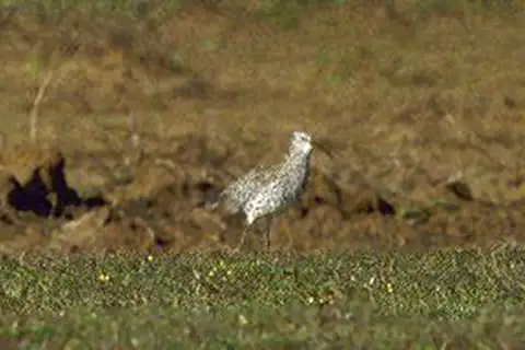 Slender-billed Curlew