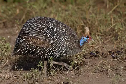 Helmeted Guineafowl