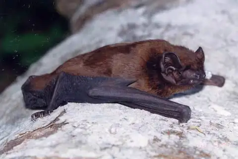 Birdlike Noctule