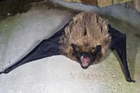 Azores Noctule