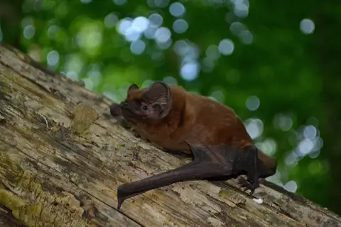 Giant Noctule