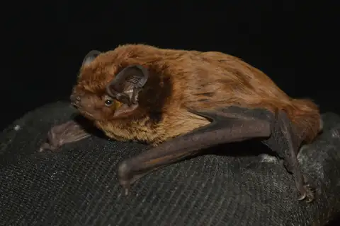 Lesser Noctule