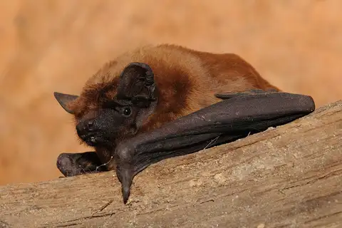 Common Noctule