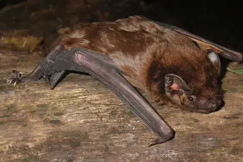 Chinese Noctule