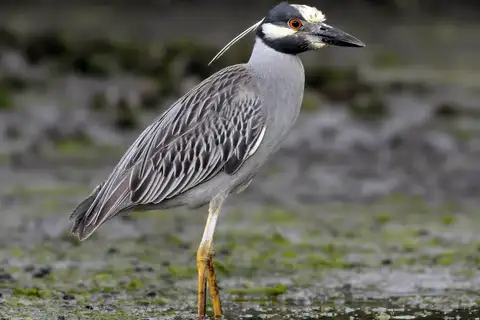 Yellow-crowned Night Heron