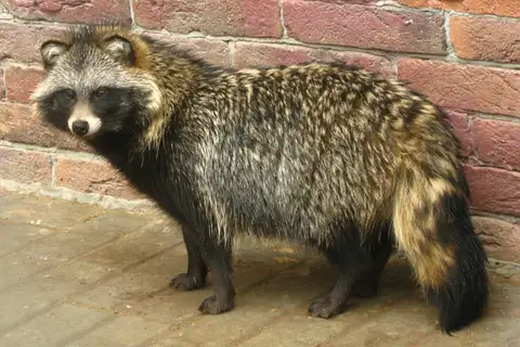 Mainland Raccoon Dog