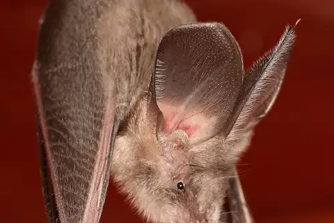 Egyptian Slit-faced Bat