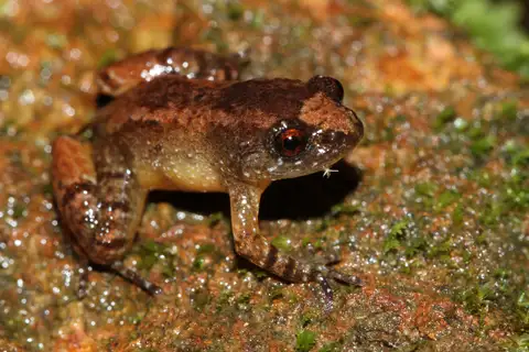 Nyctibatrachus anamallaiensis