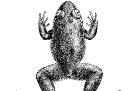 Sholai Night Frog